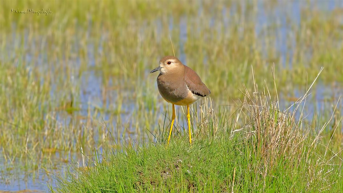 White-tailed Lapwing