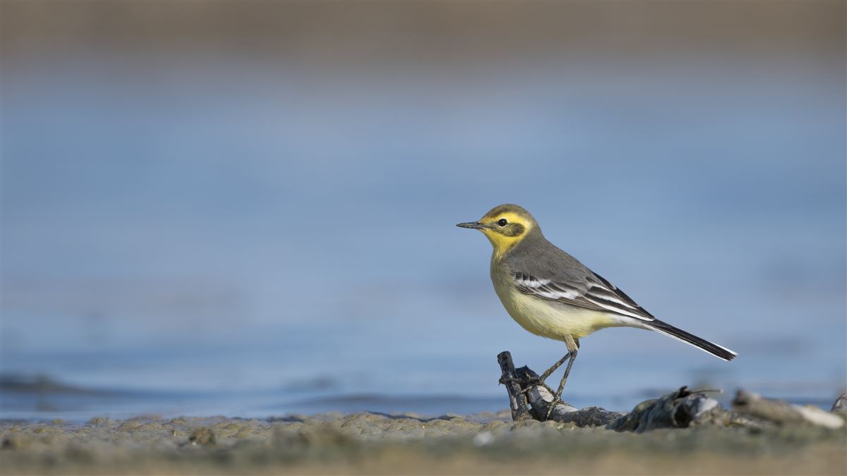 Citrine Wagtail
