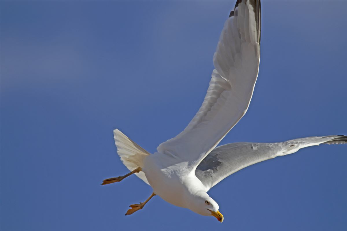 Yellow-legged Gull
