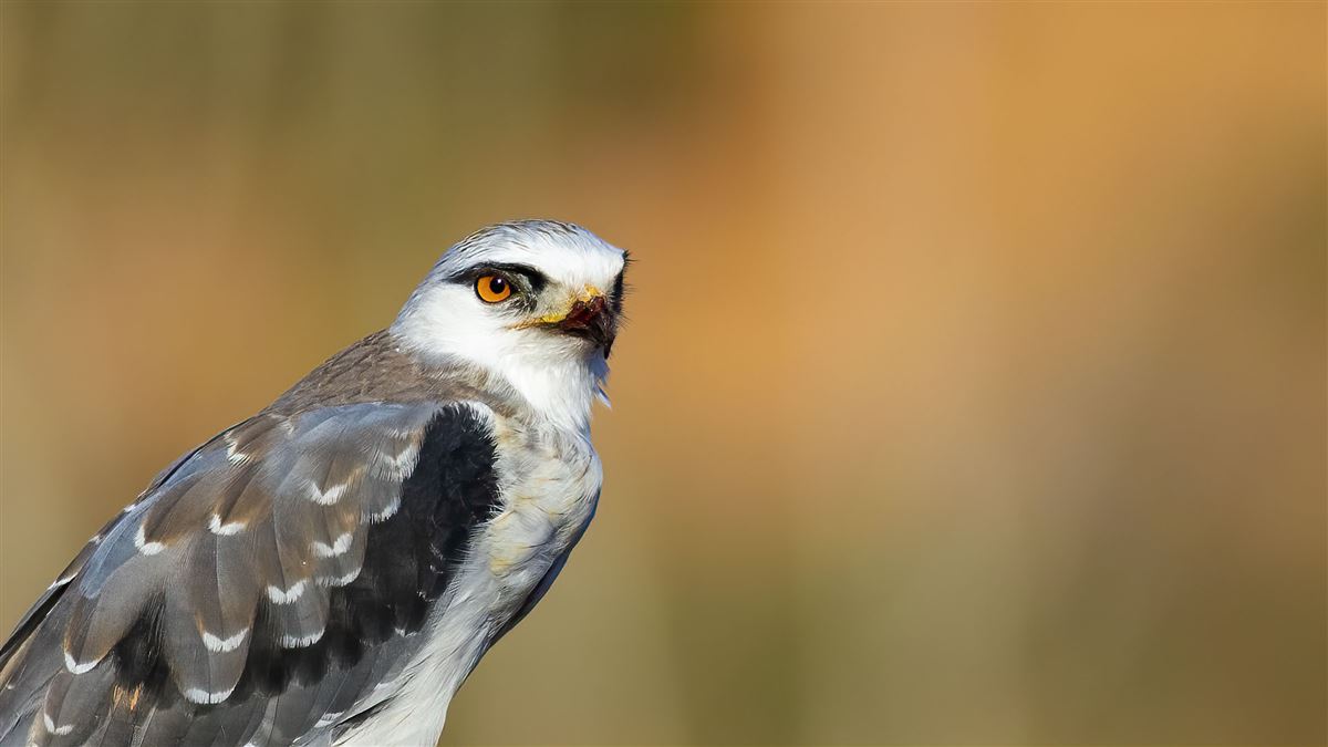 Black-winged Kite
