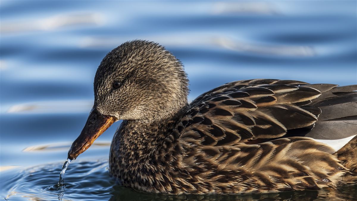 Gadwall