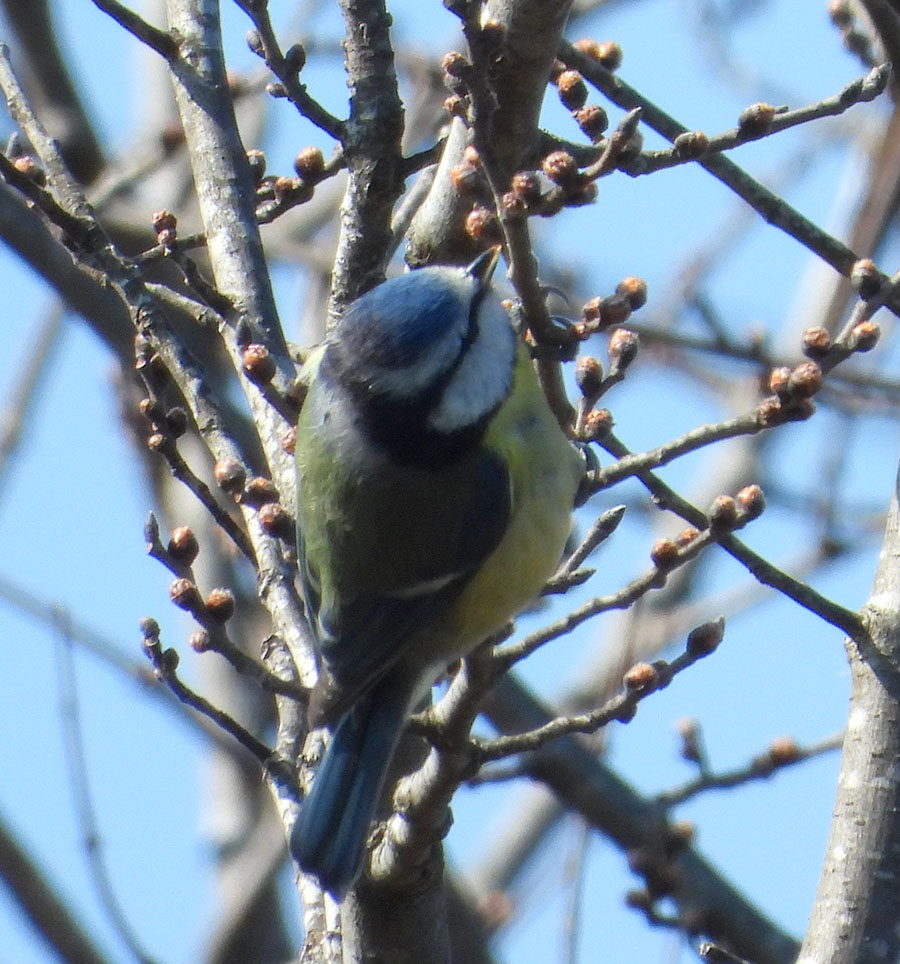 Eurasian Blue Tit