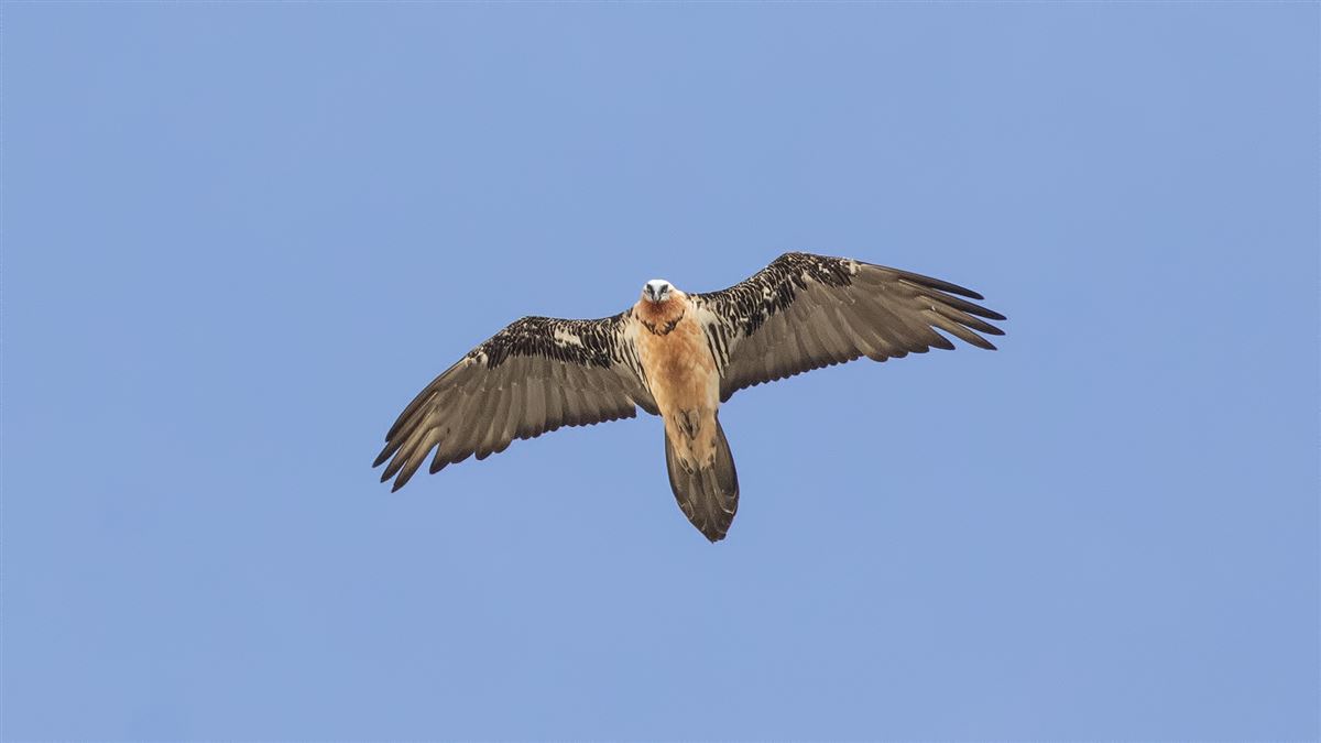 Bearded Vulture