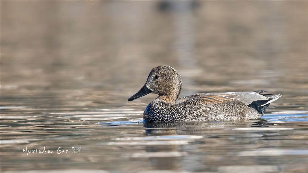 Gadwall