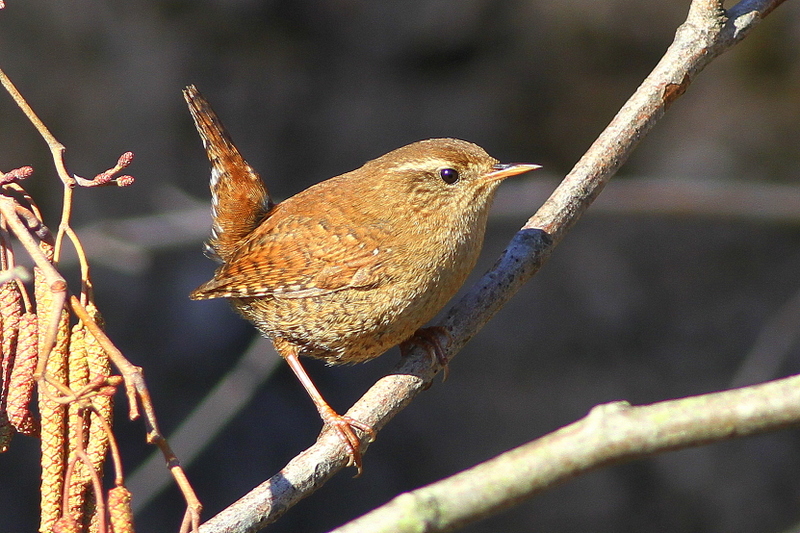 Eurasian Wren