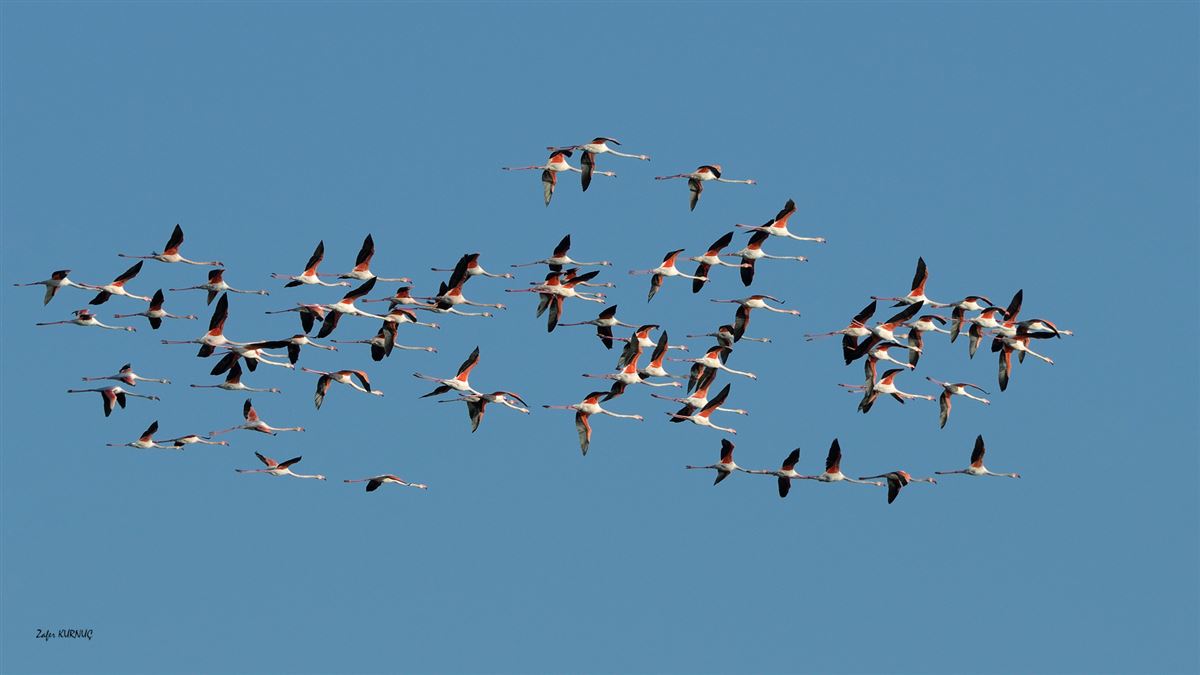 Flamingo