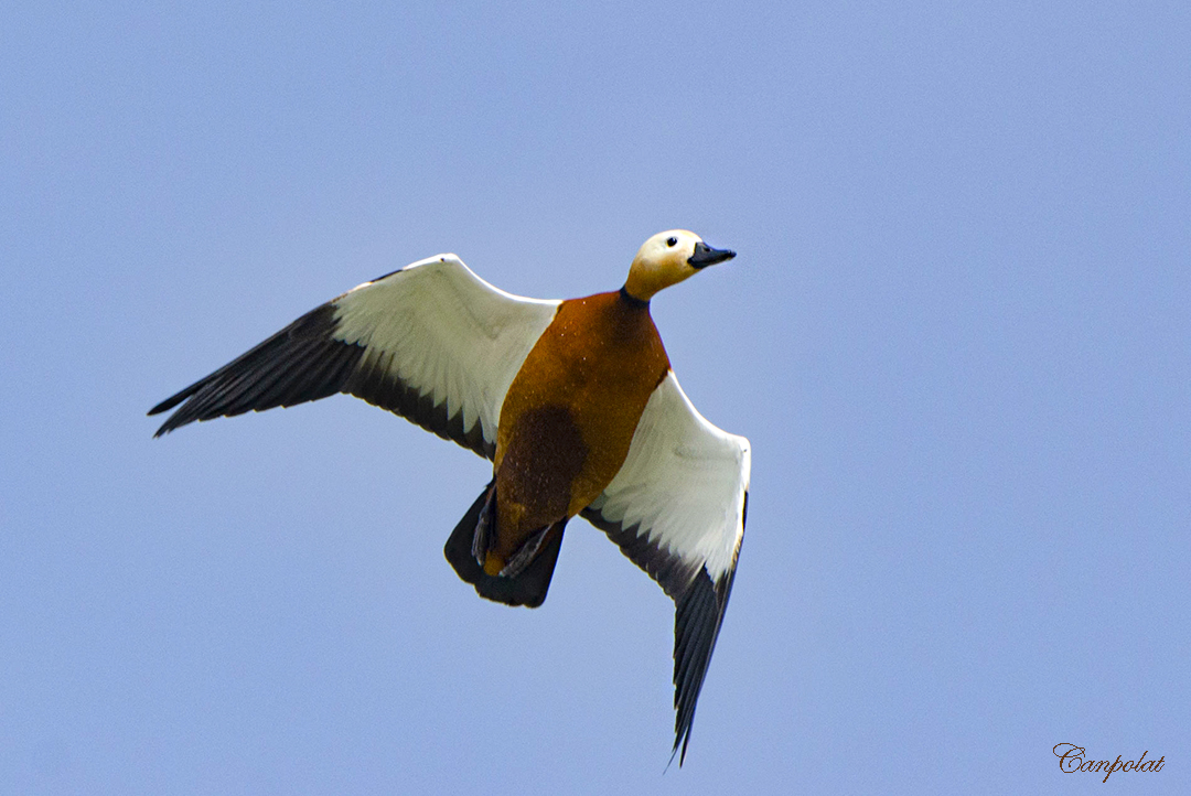 Ruddy Shelduck