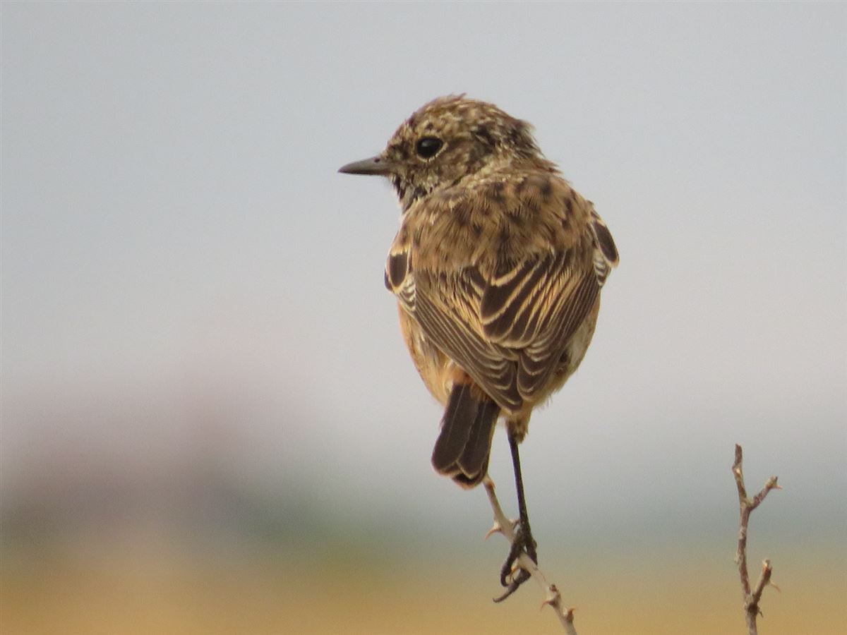 European Stonechat