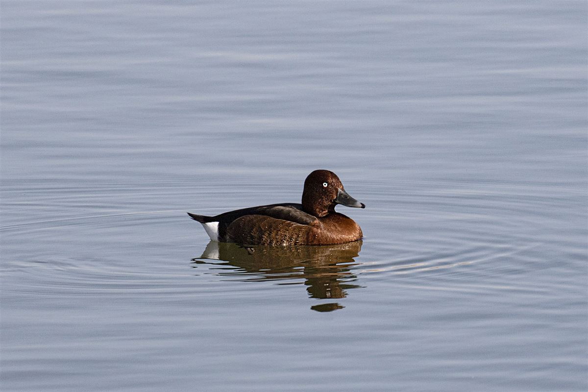 Ferruginous Duck