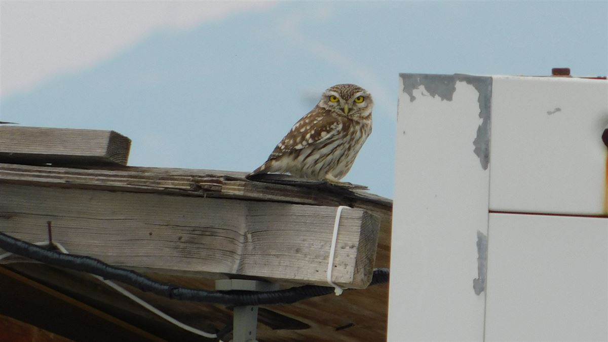 Little Owl