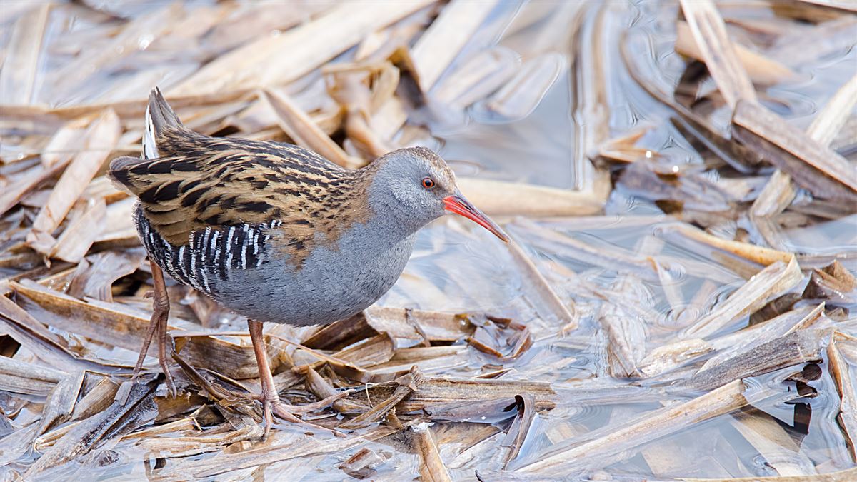 Water Rail