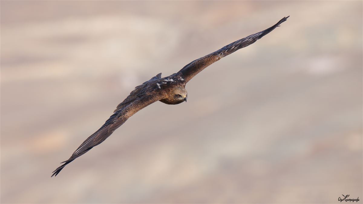 Black Kite