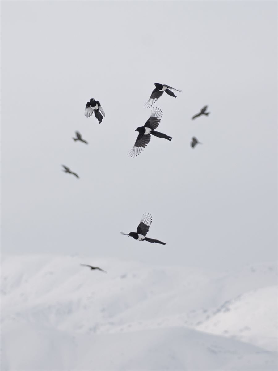 Eurasian Magpie