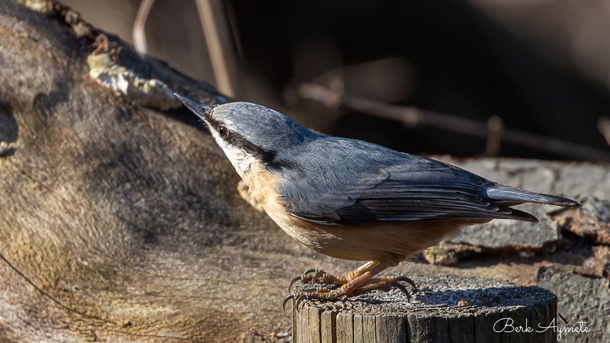 Eurasian Nuthatch