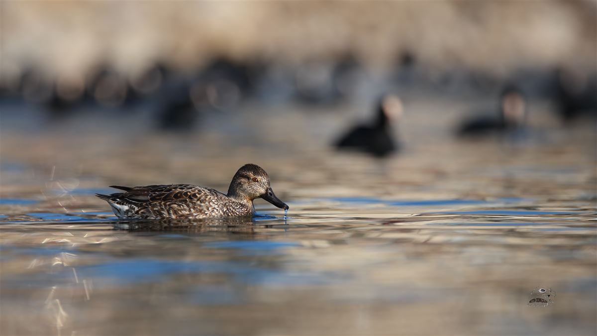 Eurasian Teal