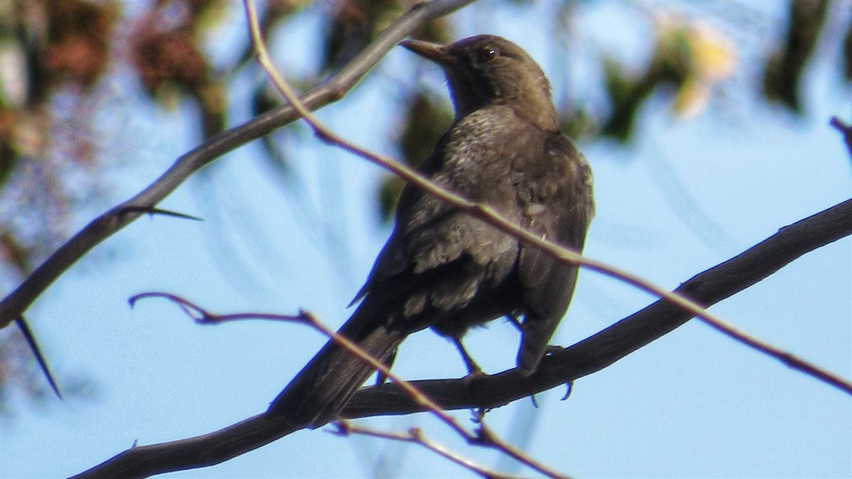 Common Blackbird