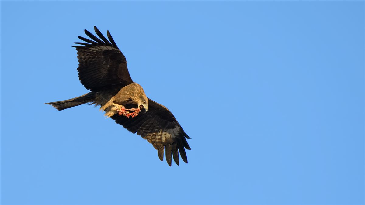 Black Kite