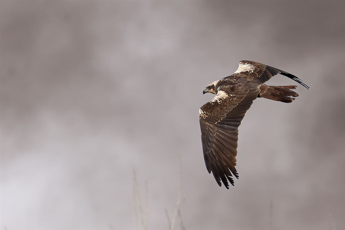 Western Marsh Harrier