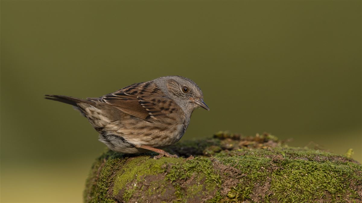 Dunnock