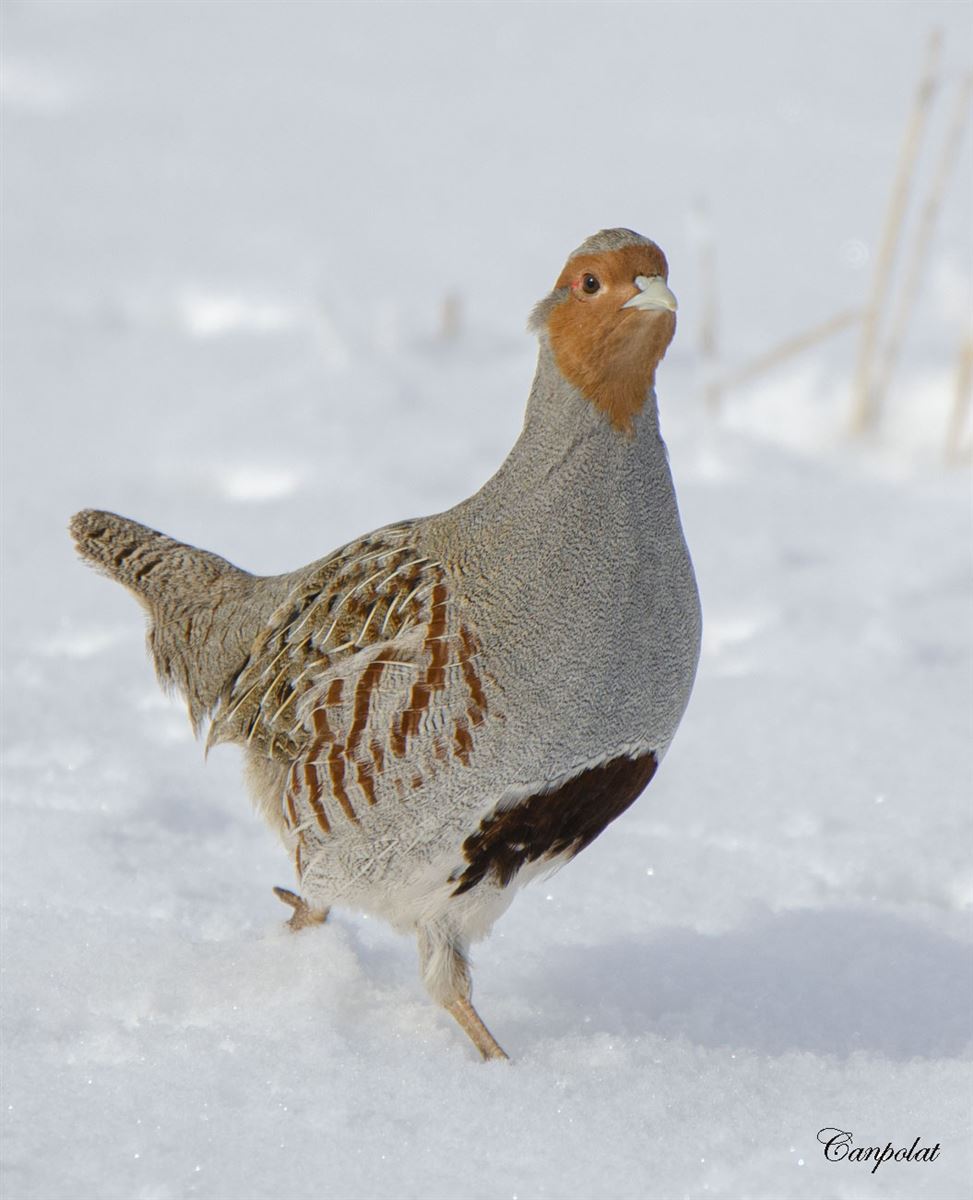 Grey Partridge