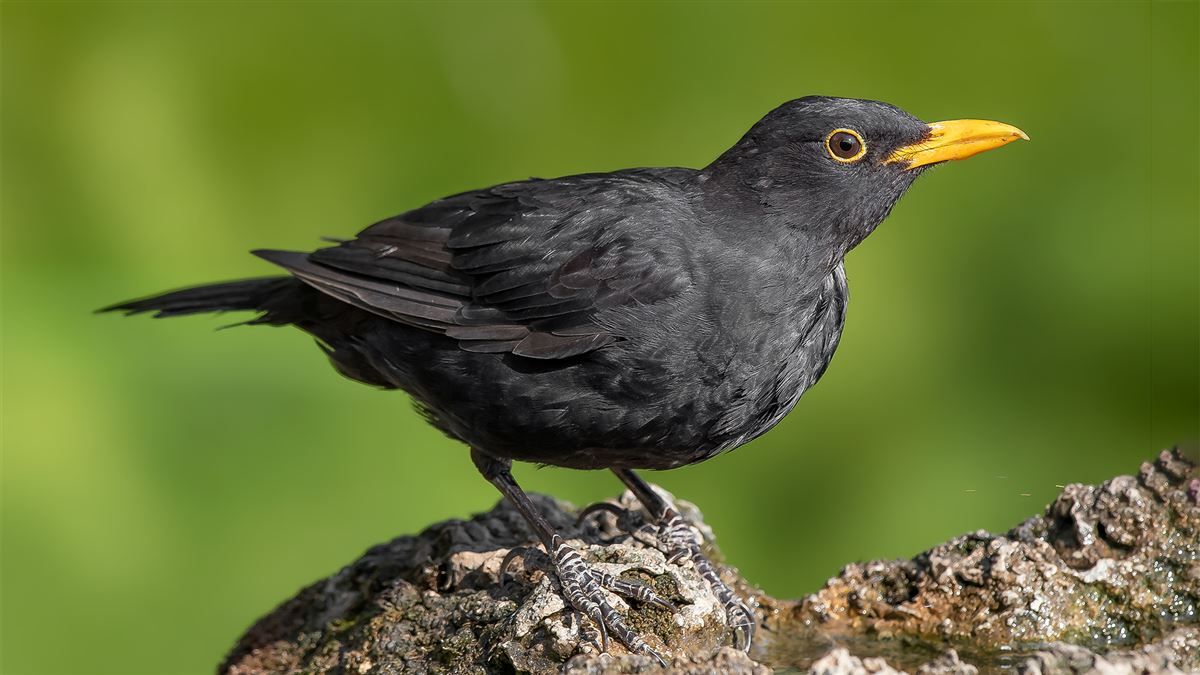 Common Blackbird