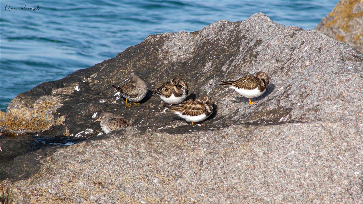 Ruddy Turnstone