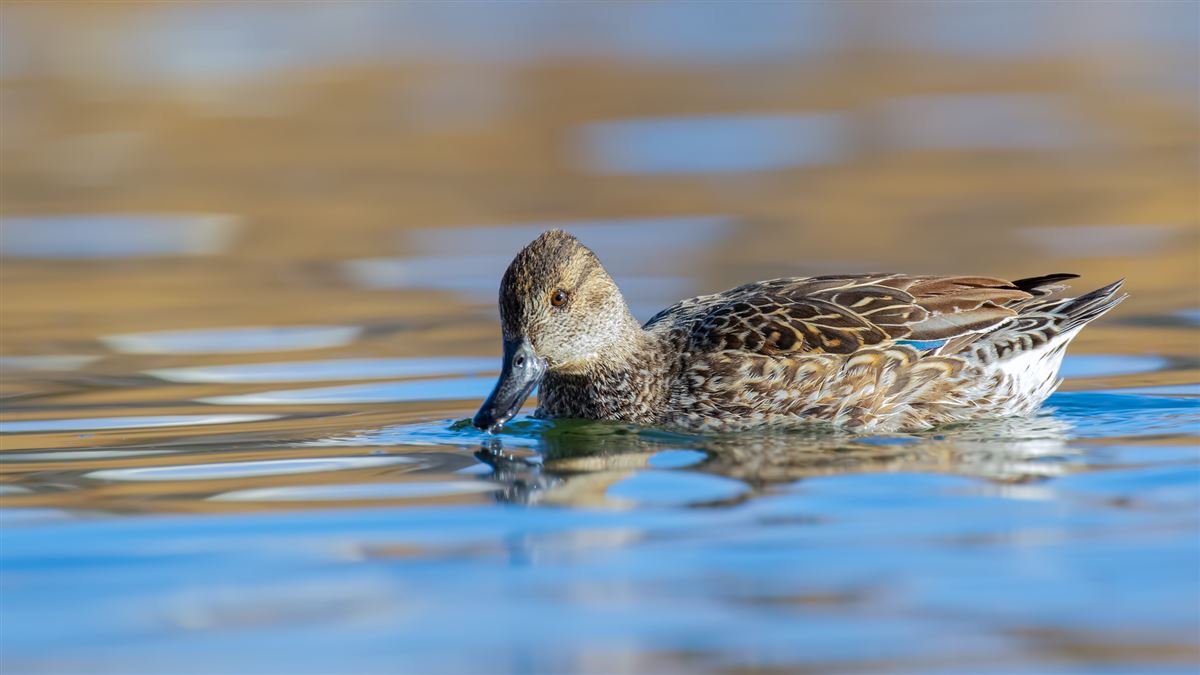 Eurasian Teal