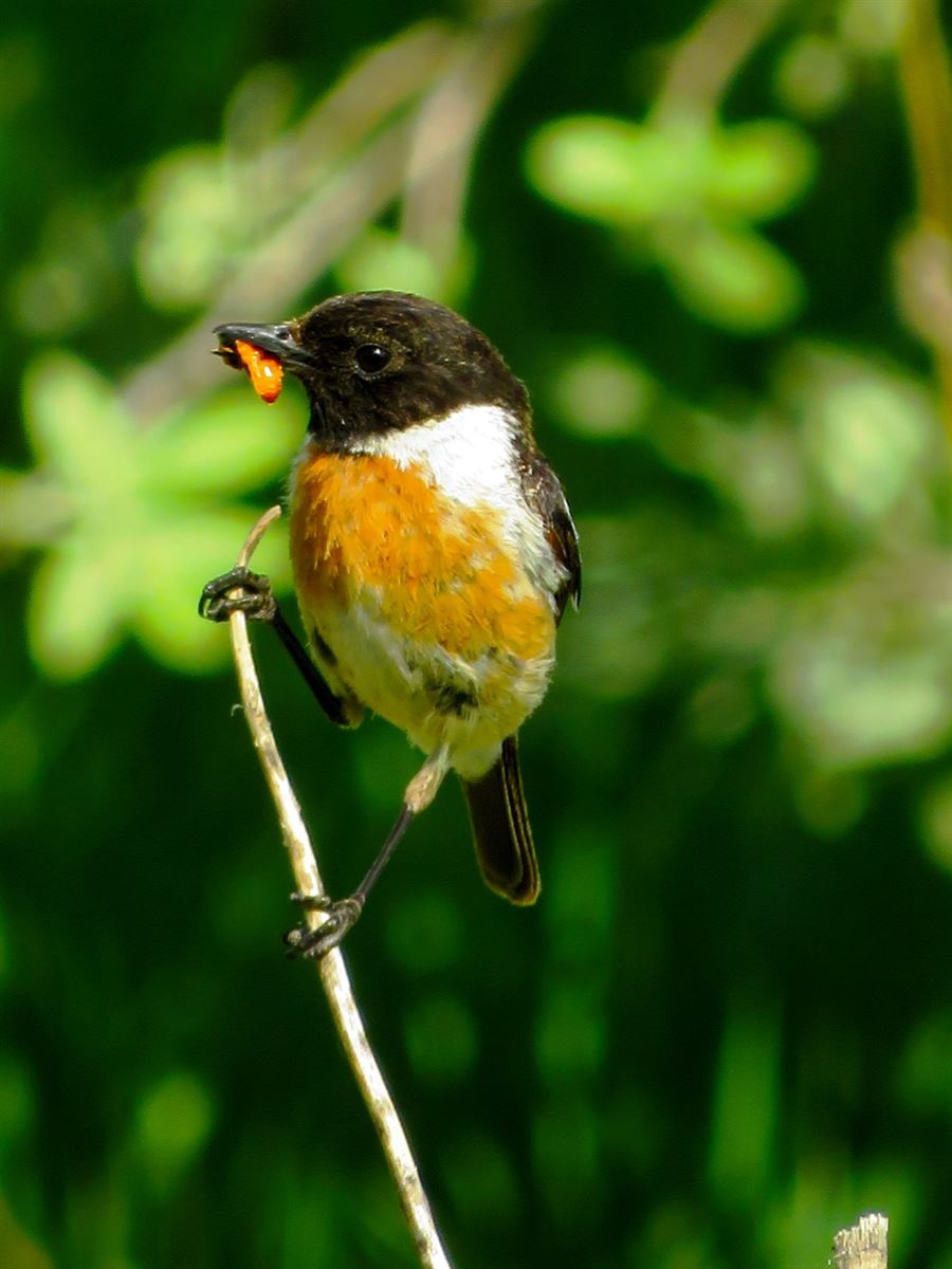 European Stonechat