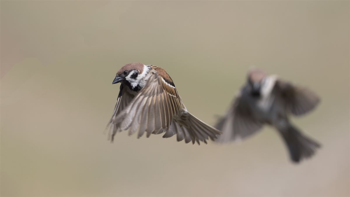 Eurasian Tree Sparrow