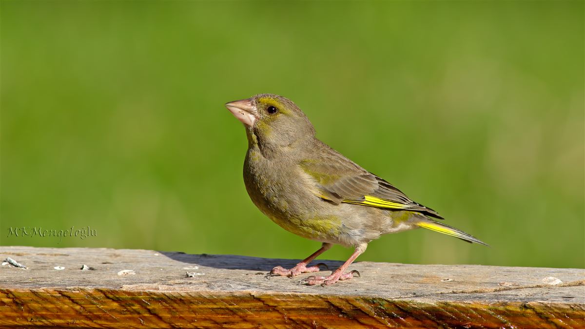 European Greenfinch