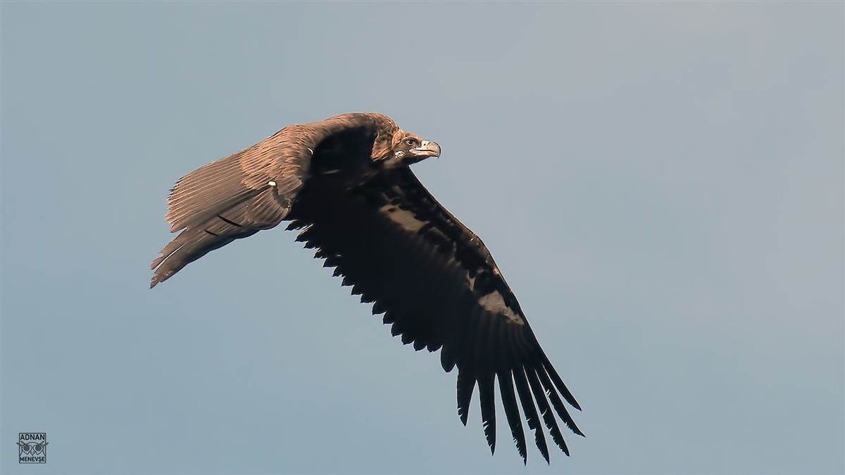 Cinereous Vulture