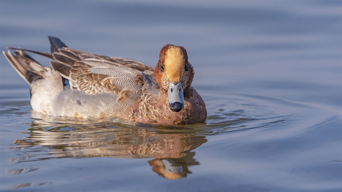 Eurasian Wigeon