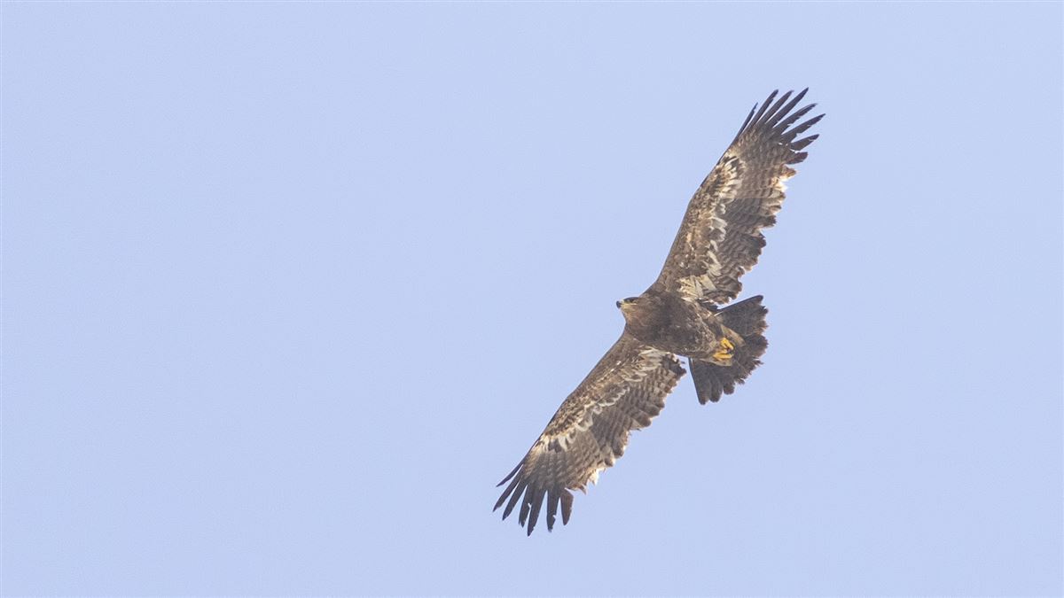 Steppe Eagle