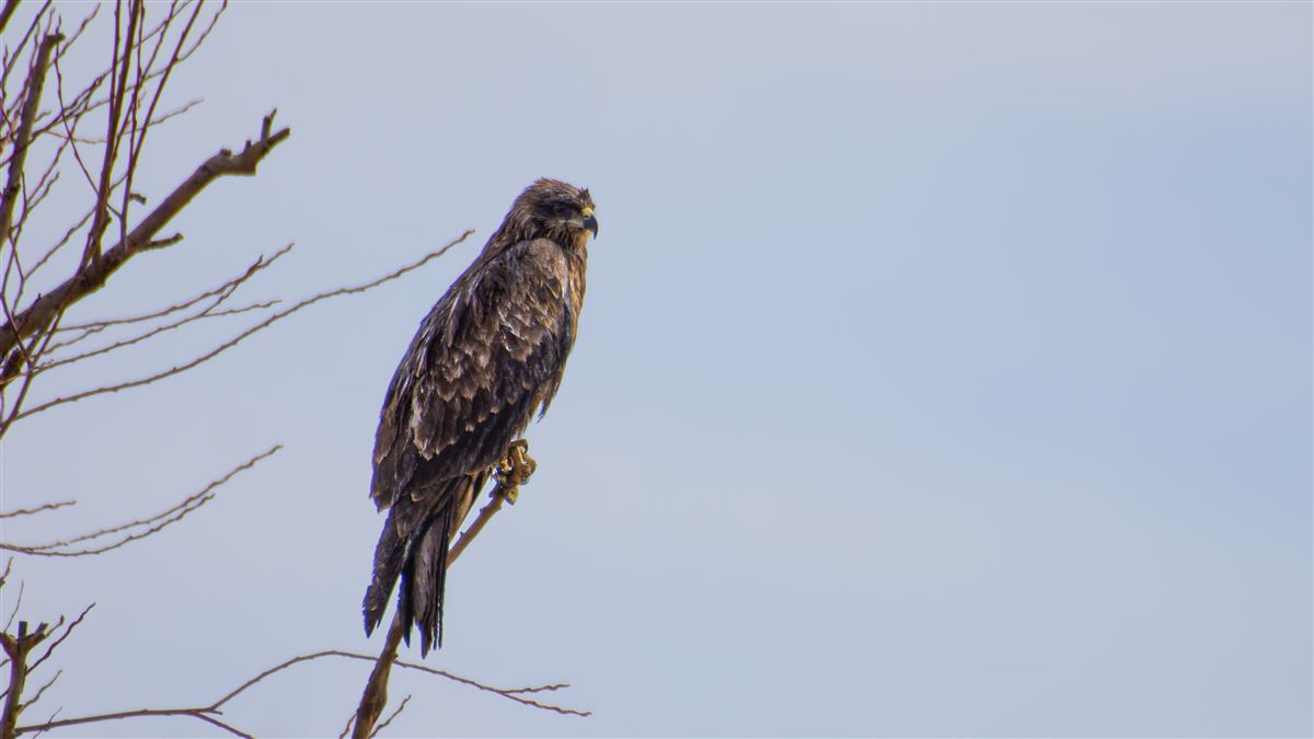 Black Kite