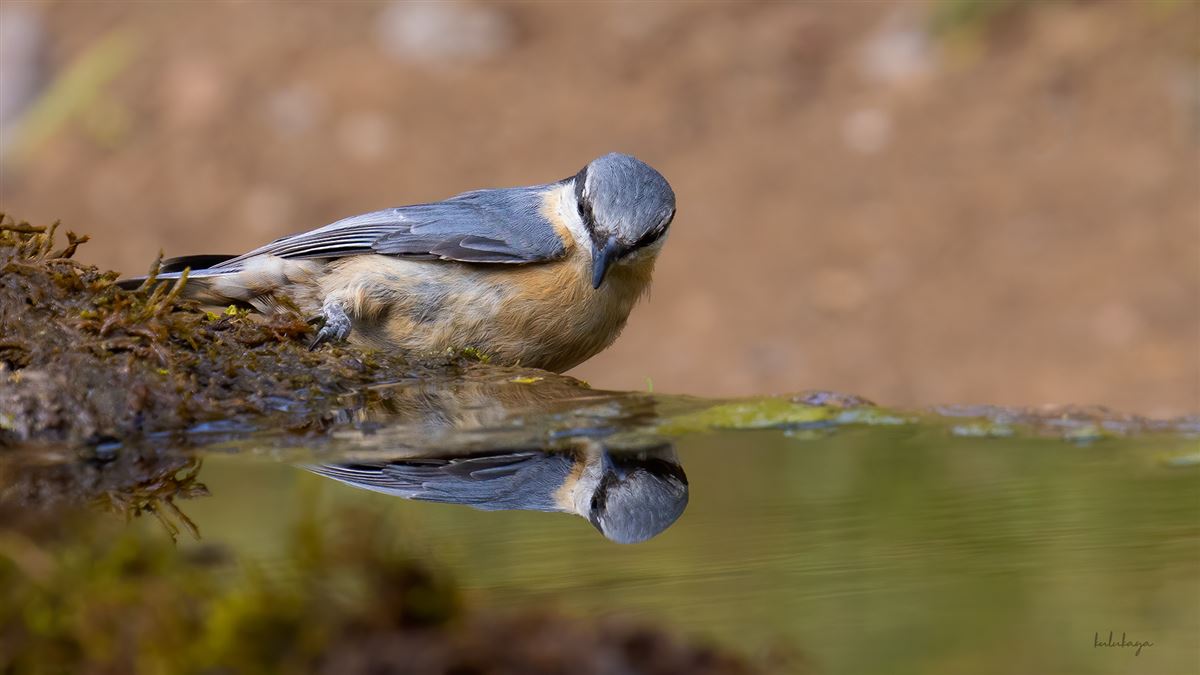 Eurasian Nuthatch