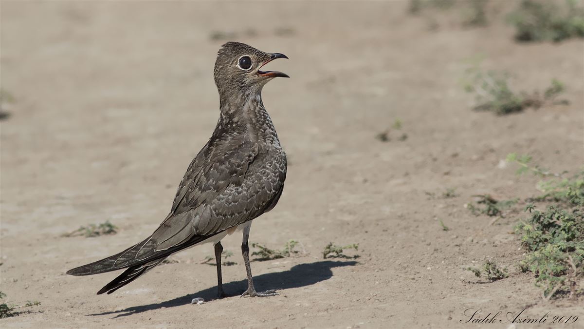 Black-winged Pratincole
