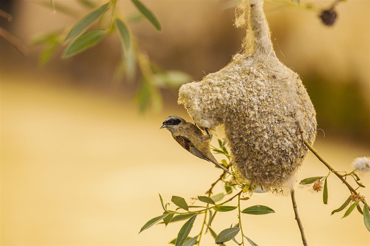 Eurasian Penduline Tit