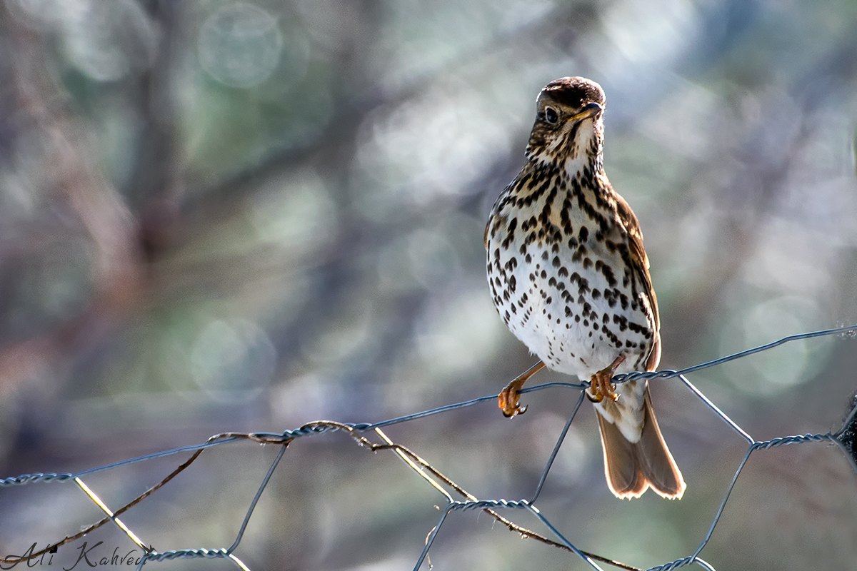 Song Thrush