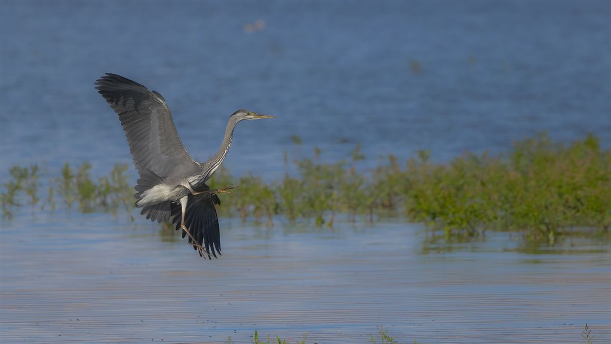 Grey Heron