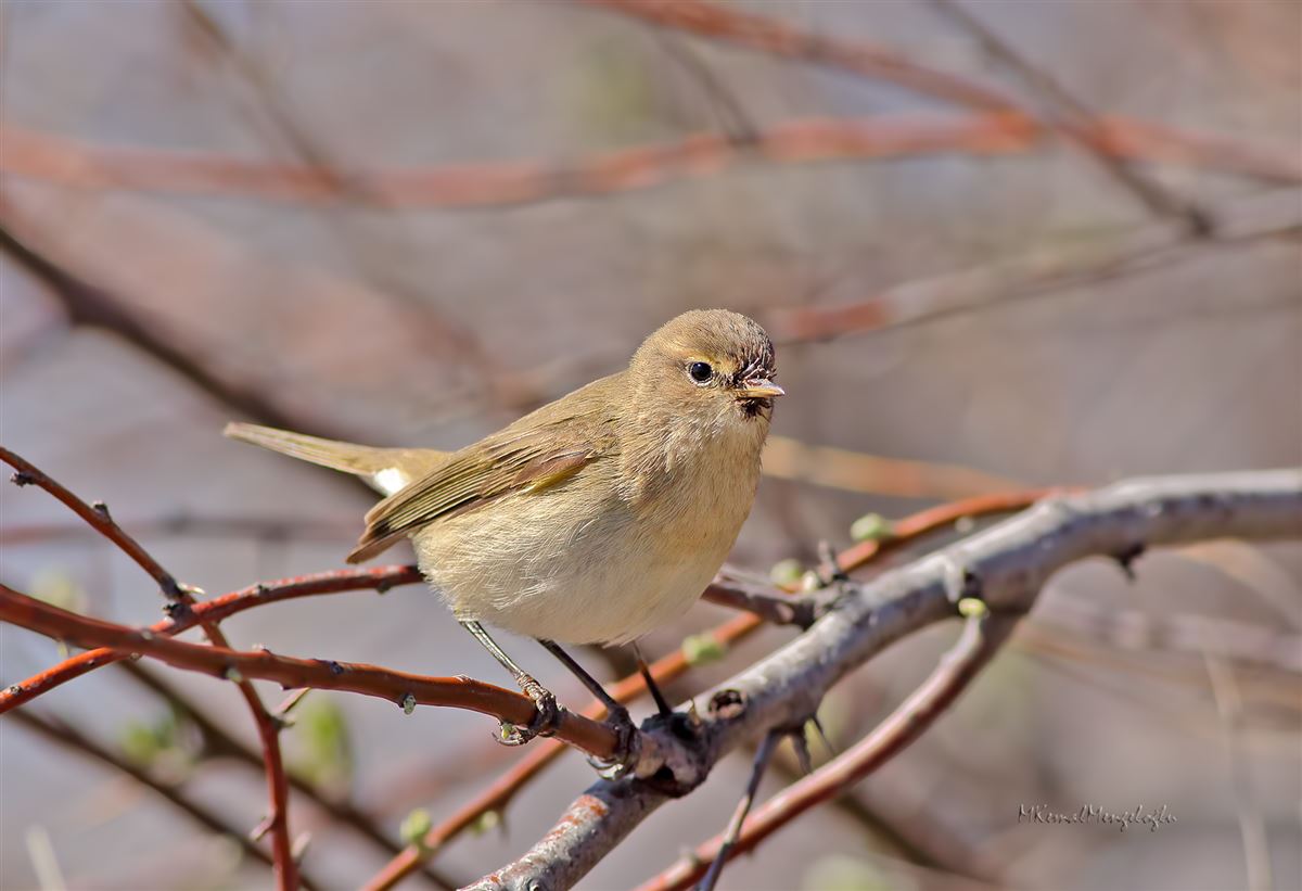Mountain Chiffchaff