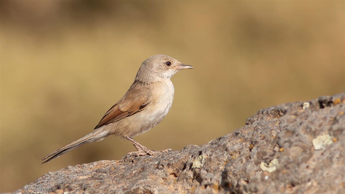Spectacled Warbler