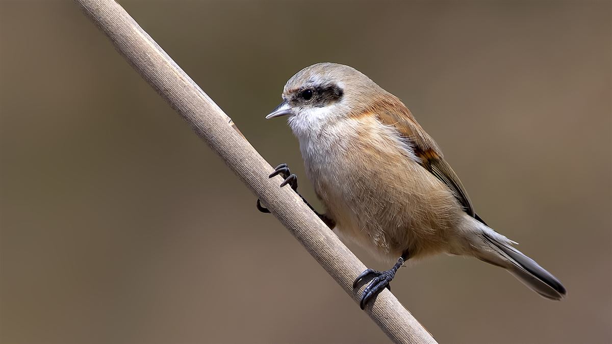 Eurasian Penduline Tit