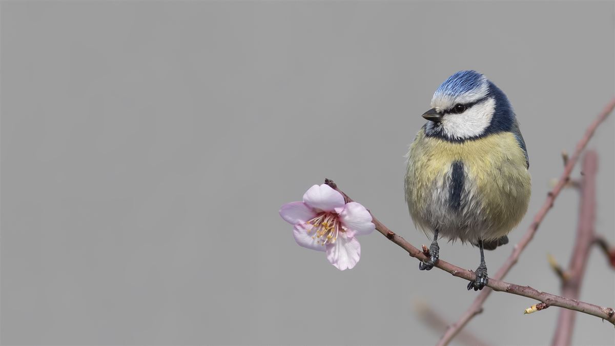 Eurasian Blue Tit