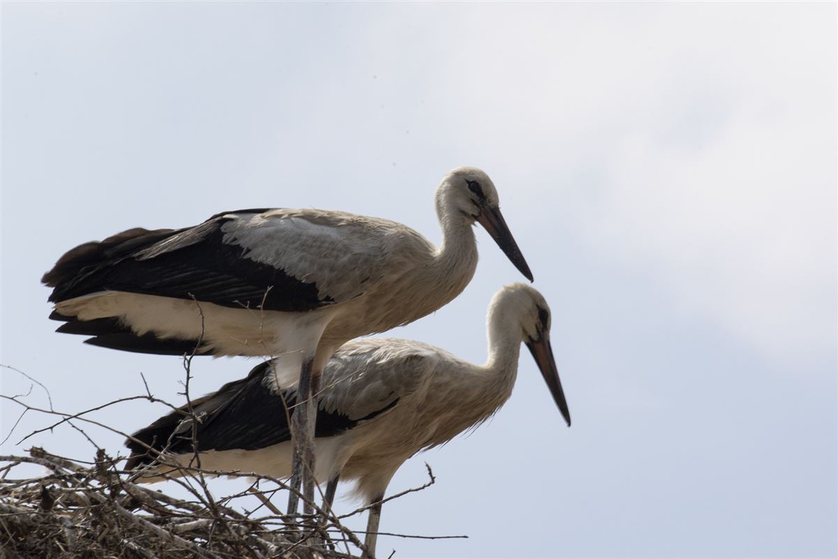White Stork