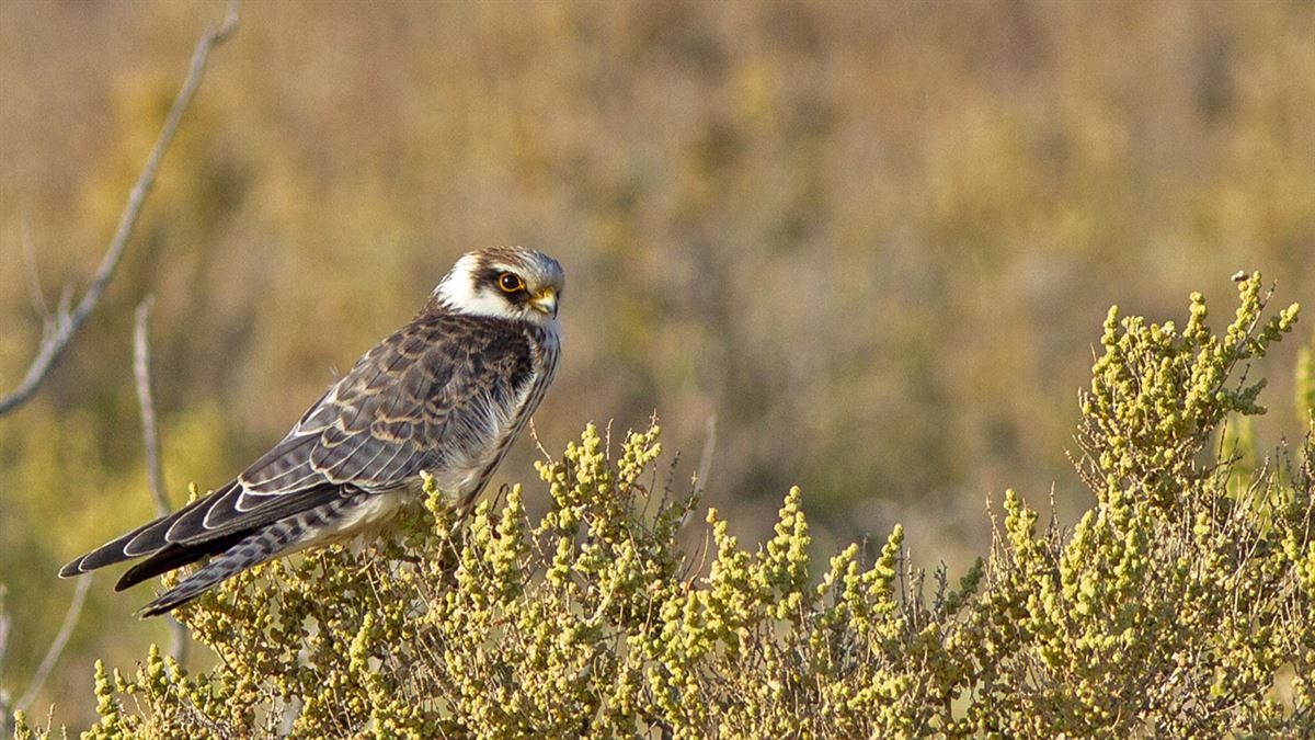 Red-footed Falcon