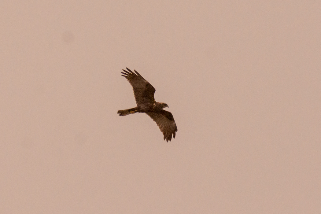 Western Marsh Harrier