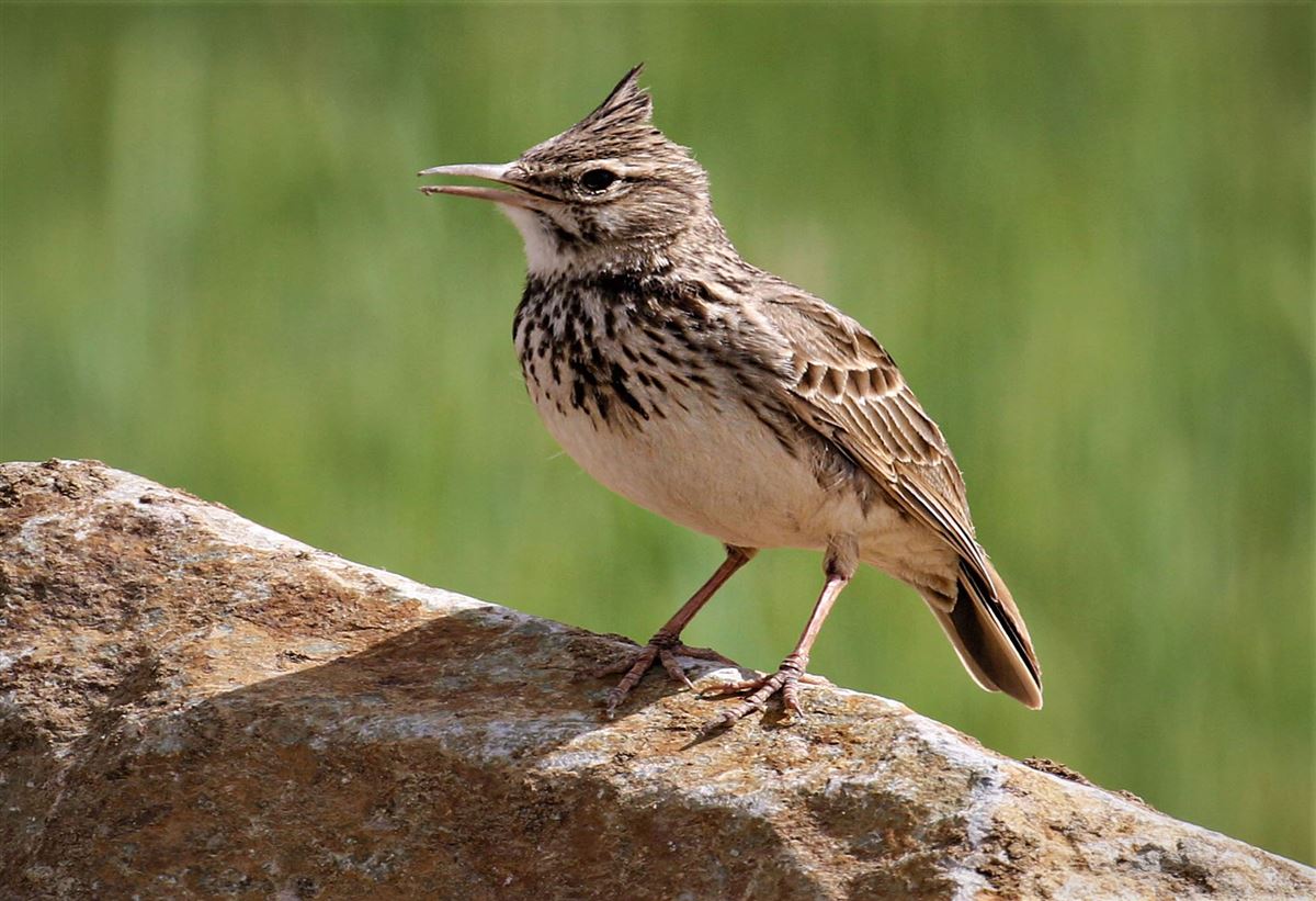 Crested Lark
