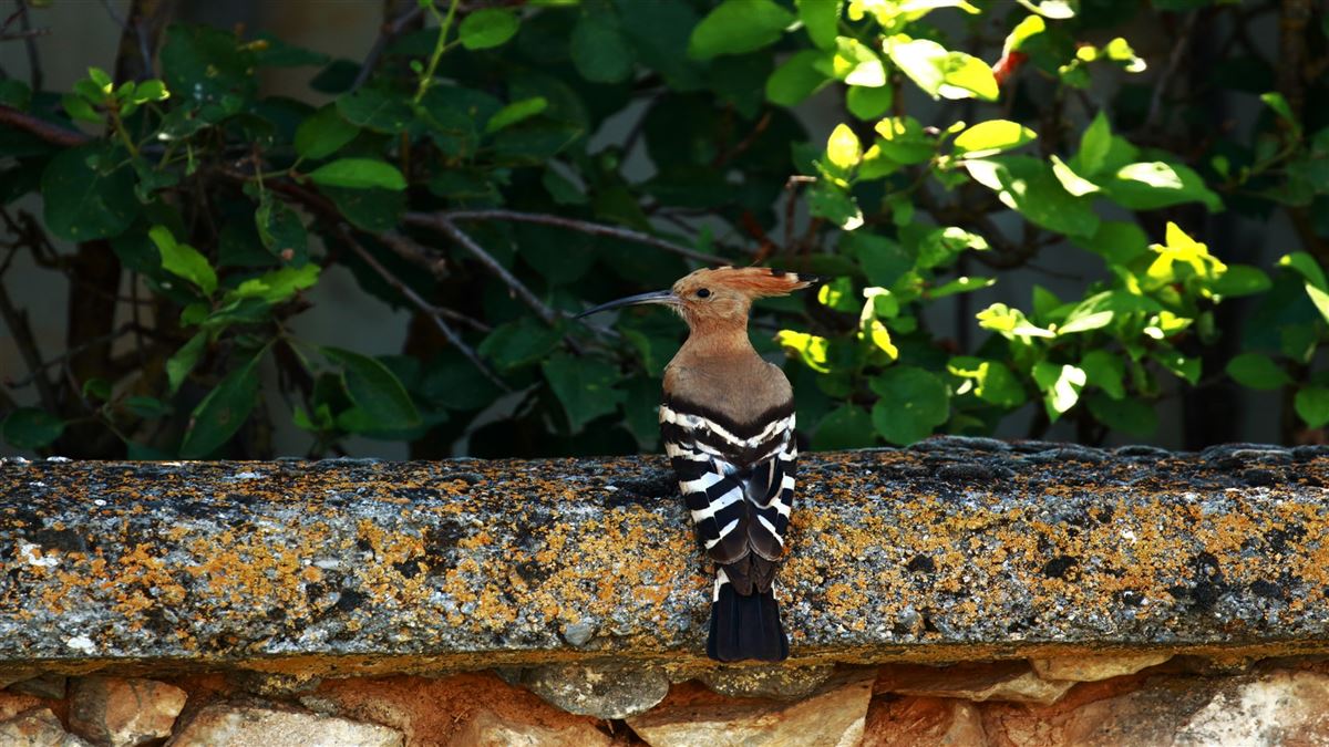 Common Hoopoe