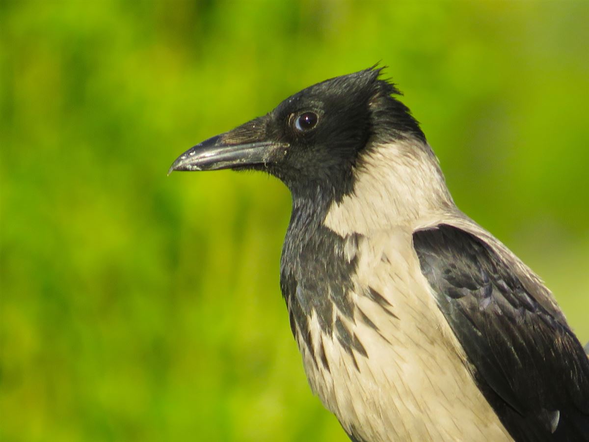 Hooded Crow