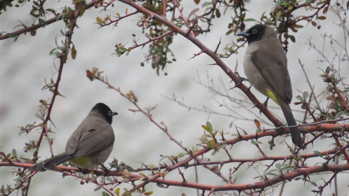 White-spectacled Bulbul